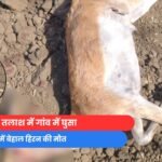 Bhopal News : प्यास में बेहाल हिरन की मौत....