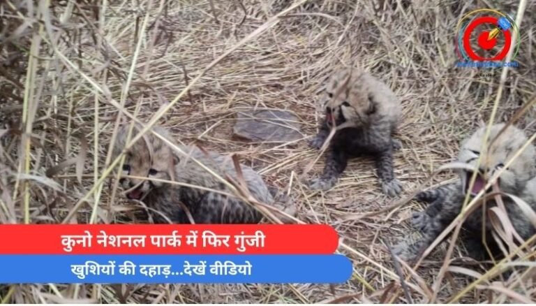 Kuno National Park : कुनो नेशनल पार्क में फिर गुंजी, खुशियों की दहाड़…देखें वीडियो