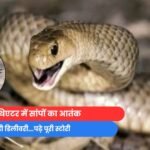 Raigarh News : ऑपरेशन थिएटर में सांपों का आतंक....रोकनी पड़ी डिलीवरी...पढ़े पूरी स्टोरी