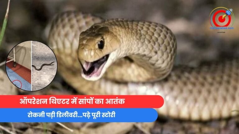 Raigarh News : ऑपरेशन थिएटर में सांपों का आतंक....रोकनी पड़ी डिलीवरी...पढ़े पूरी स्टोरी