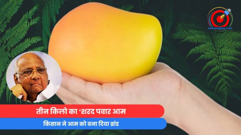 Solapur Maharashtra : तीन किलो का ‘शरद पवार आम, किसान ने आम को बना दिया ब्रांड....जानें कैसे