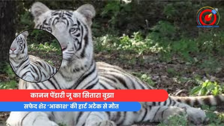 कानन पेंडारी जू का सितारा बुझा