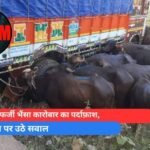 पेंड्रा में फर्जी भैंसा कारोबार का पर्दाफ़ाश
