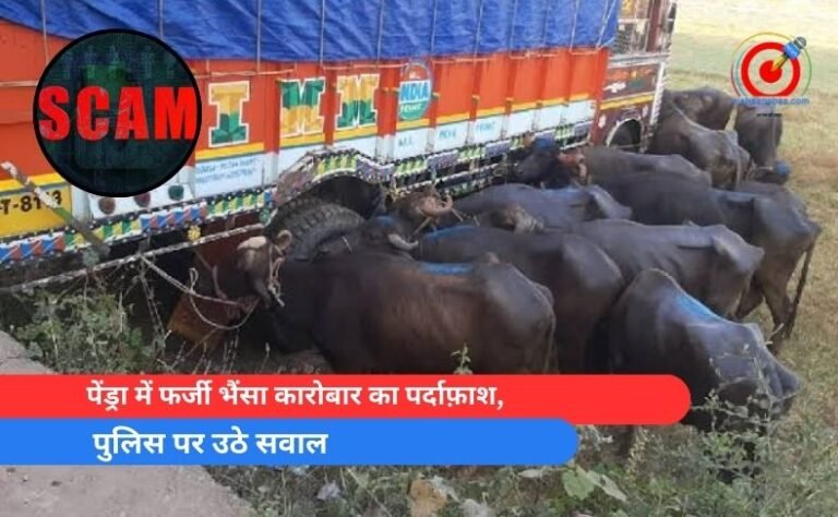 पेंड्रा में फर्जी भैंसा कारोबार का पर्दाफ़ाश