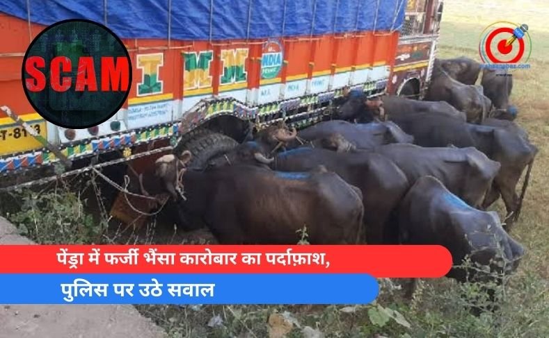 पेंड्रा में फर्जी भैंसा कारोबार का पर्दाफ़ाश, पुलिस पर उठे सवाल पेंड्रा में फर्जी भैंसा कारोबार का पर्दाफ़ाश
