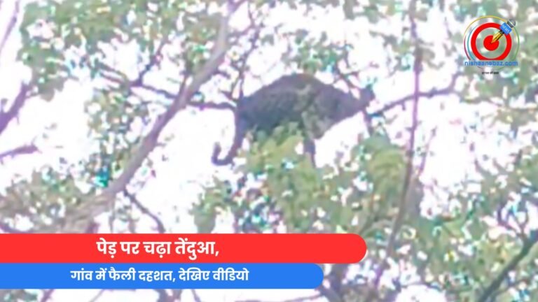 पेड़ पर चढ़ा तेंदुआ, गांव में फैली दहशत, देखिए वीडियो