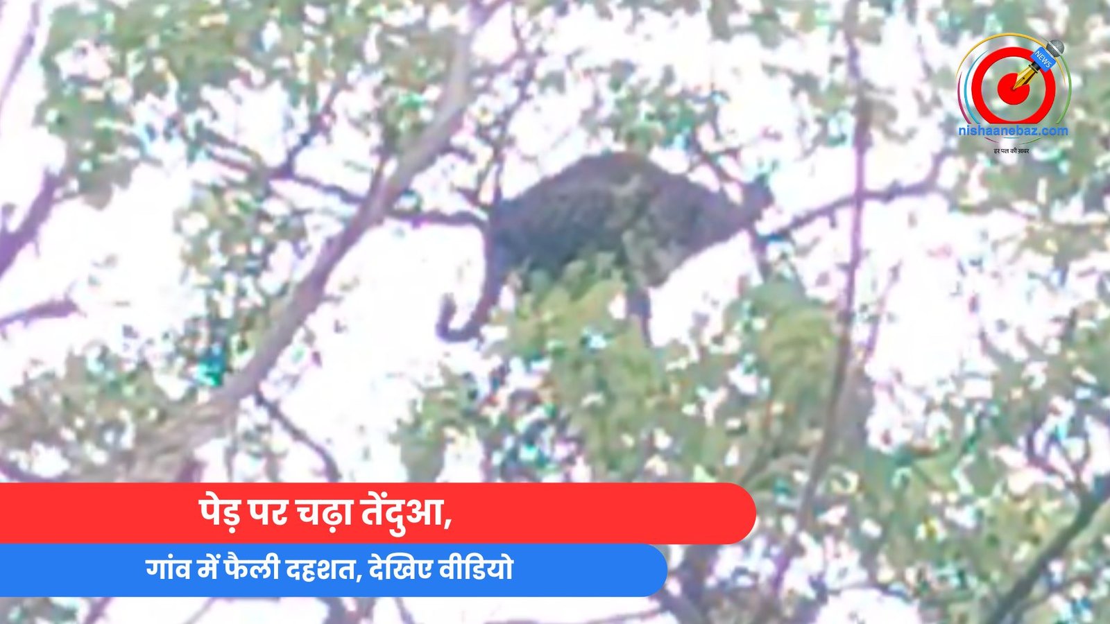 पेड़ पर चढ़ा तेंदुआ, गांव में फैली दहशत, देखिए वीडियो पेड़ पर चढ़ा तेंदुआ, गांव में फैली दहशत, देखिए वीडियो