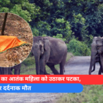 हाथियों का आतंक महिला को उठाकर पटका, मौके पर दर्दनाक मौत
