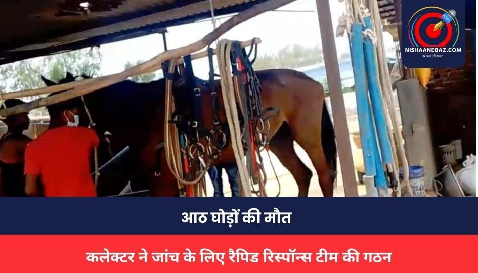 Jabalpur News: कैसे हुई पांच दिन में आठ घोड़ों की मौत, आखिर क्या हो सकती है वजह, कलेक्टर ने जांच के लिए रैपिड रिस्पॉन्स टीम की गठन