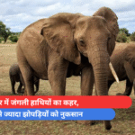 अनूपपुर में जंगली हाथियों का कहर, 100 से ज्यादा झोपड़ियों को नुकसान