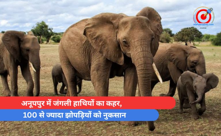 अनूपपुर में जंगली हाथियों का कहर, 100 से ज्यादा झोपड़ियों को नुकसान