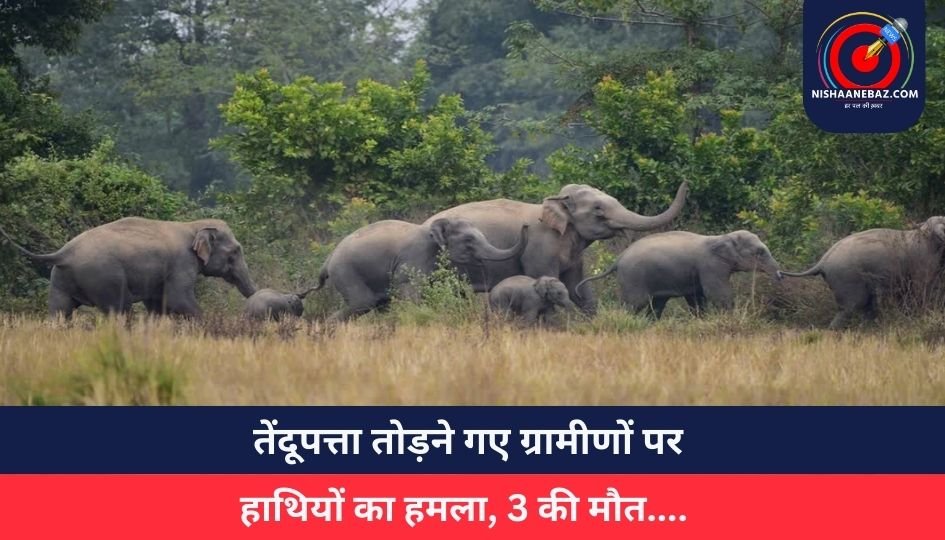 तेंदूपत्ता तोड़ने गए ग्रामीणों पर हाथियों का हमला, 3 की मौत….