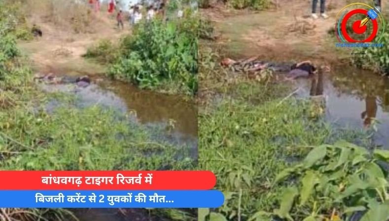 बांधवगढ़ टाइगर रिजर्व में बिजली करेंट से 2 युवकों की मौत…