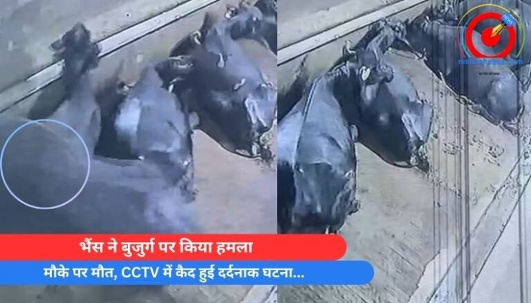 भैंस ने बुजुर्ग पर किया हमला…मौके पर मौत, CCTV में कैद हुई दर्दनाक घटना…