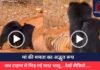 मां की ममता का अद्भुत रूप : जब टाइगर से भिड़ गई मादा भालू….देखें वीडियो…..