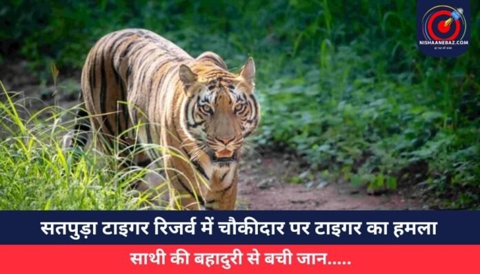 सतपुड़ा टाइगर रिजर्व में चौकीदार पर टाइगर का हमला