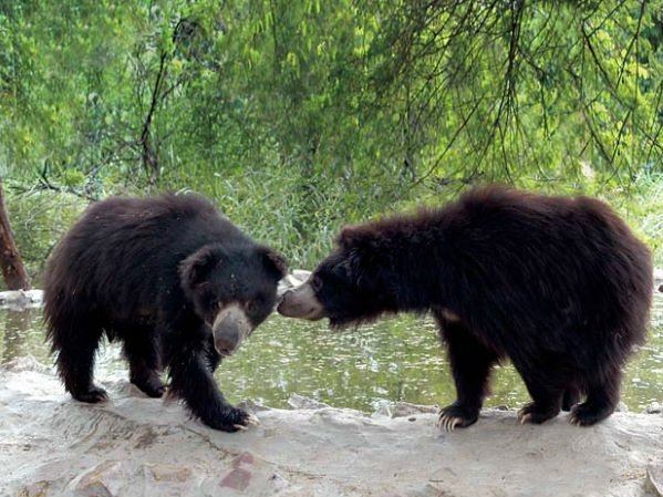 Singrauli News : जंगल में डोरी बीनने गए युवक पर चार भालुओं का हमला, हालत गंभीर