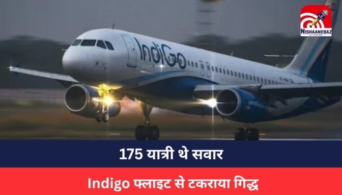 Indigo flight