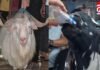 Bakrid Special Story : ईद पर आकर्षण का केंद्र बना पंजाबी बकरा, हर दिन पीता है 12 बोतल कोल्ड ड्रिंक, खाता हैं काजू और बादाम…