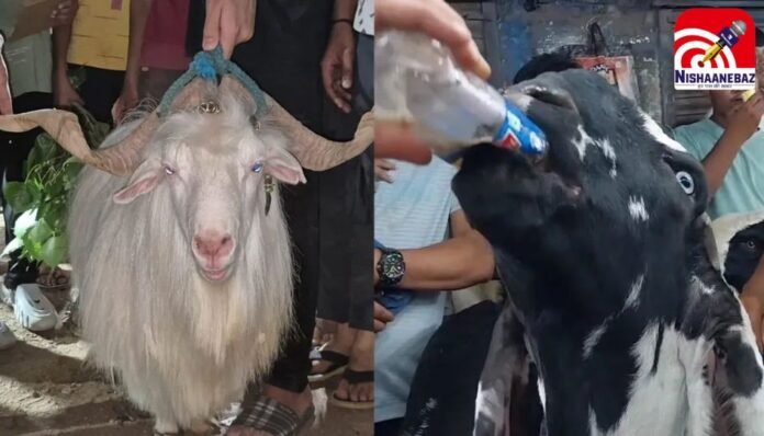 Bakrid Special Story