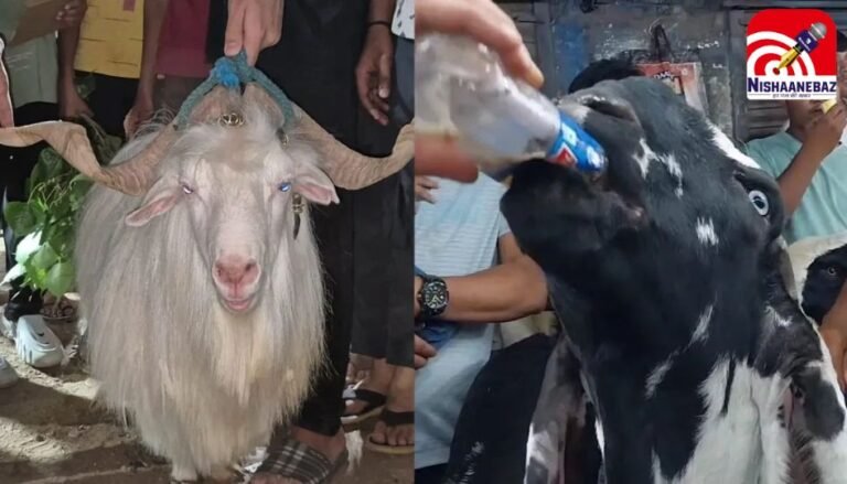 Bakrid Special Story : ईद पर आकर्षण का केंद्र बना पंजाबी बकरा, हर दिन पीता है 12 बोतल कोल्ड ड्रिंक, खाता हैं काजू और बादाम…