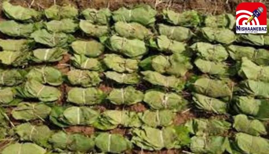 CG Breaking News : करोड़ो के तेंदूपत्ता बोनस घोटाले में EOW की बड़ी कार्रवाई, 11 आरोपी गिरफ्तार, DFO पहले ही जा चुके हैं जेल