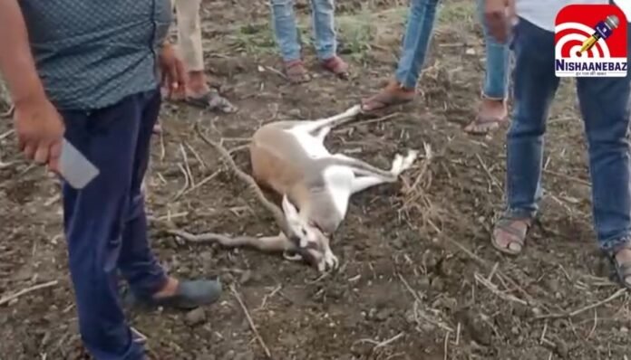 CG Weather Update रायपुर में कब होगी झमाझम बारिश मौसम विभाग ने बताया नया अपडेट..... (1) MP Shajapur News : पैर में गोली मारी, गला रेता, ग्रामीणों को देख शव छोड़कर भागे शिकारी....