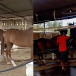 Jabalpur News : 12 घोड़ों की मौत से हड़कंप, रेस कोर्स प्रोजेक्ट पर उठे सवाल...