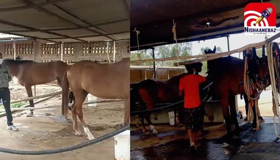 Jabalpur News : 12 घोड़ों की मौत से हड़कंप, रेस कोर्स प्रोजेक्ट पर उठे सवाल...