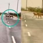 Morena MP News : कूनो से निकलकर कैलारस पहुँचे चीते