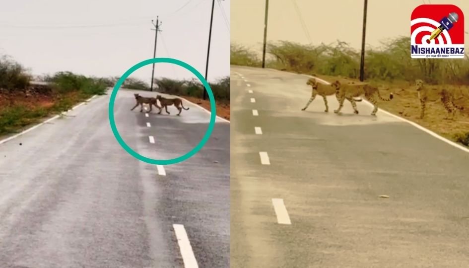 Morena MP News : कूनो से निकलकर कैलारस पहुँचे चीते