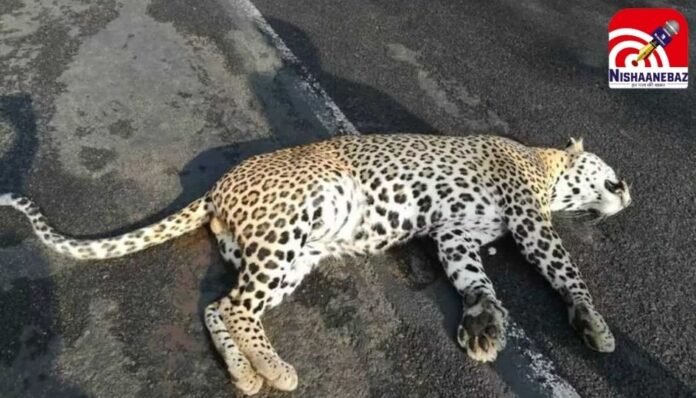 Road Accident NH-47 पर तेज रफ्तार वाहन के चपेट में आया तेंदुआ, मौके पर मौत Road Accident : NH-47 पर तेज रफ्तार वाहन के चपेट में आया तेंदुआ, मौके पर मौत