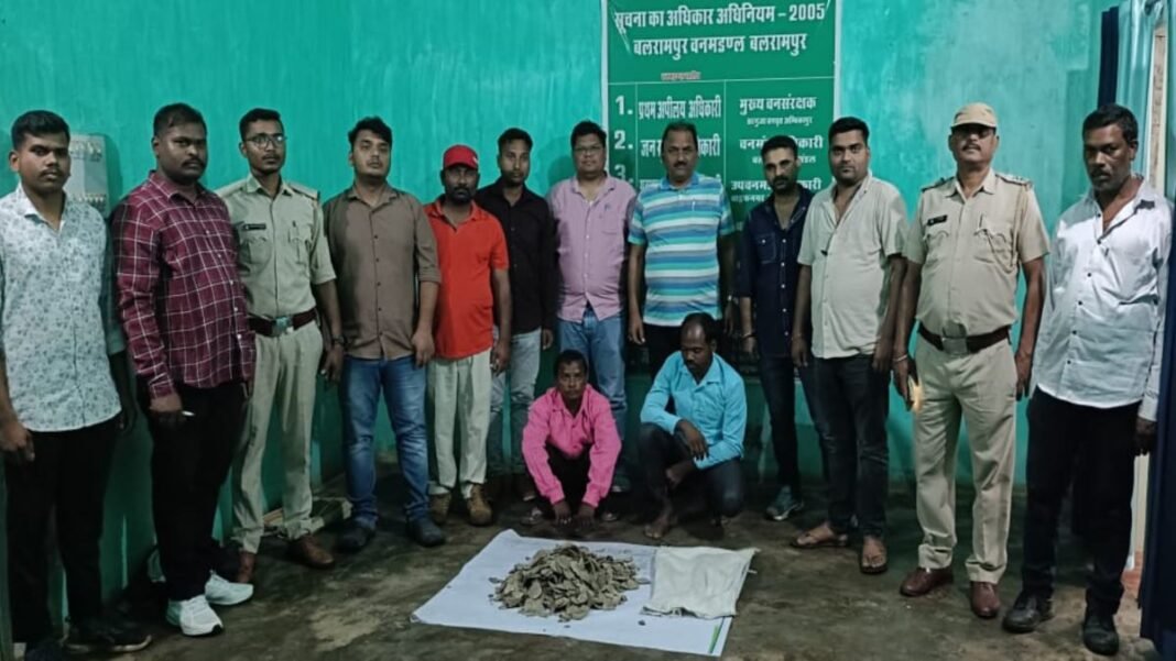 Surguja: पैंगोलिन तस्करी का भंडाफोड़, 6 किलो स्केल के साथ दो तस्कर गिरफ्तार