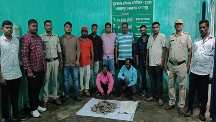 Two-smugglers-arrested-with-scales-of-wildlife-pangolin
