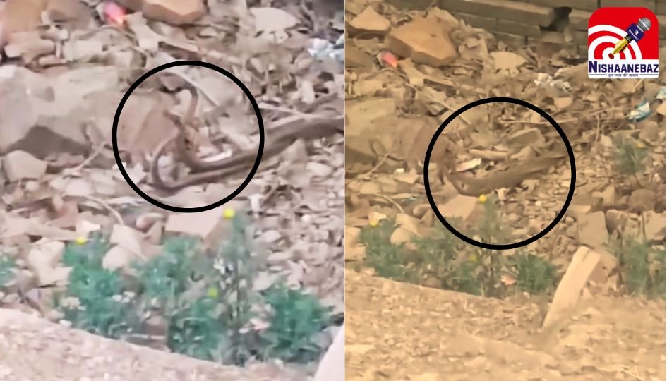 Viral Video : प्रेम में लीन नाग-नागिन का जोड़ा, वीडियो वायरल…