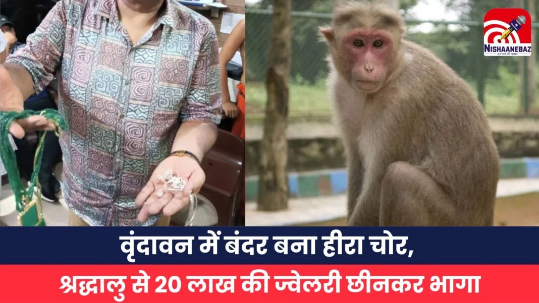 वृंदावन में बंदर बना हीरा चोर, श्रद्धालु से 20 लाख की ज्वेलरी छीनकर भागा