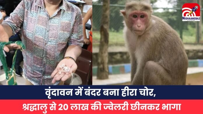 वृंदावन में बंदर बना हीरा चोर, श्रद्धालु से 20 लाख की ज्वेलरी छीनकर भागा वृंदावन में बंदर बना हीरा चोर, श्रद्धालु से 20 लाख की ज्वेलरी छीनकर भागा