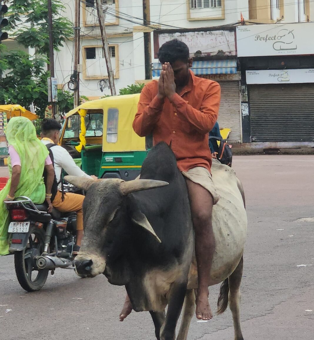 Chhatarpur News : छत्रसाल चौक पर सांड की सवारी कर पागल ने मचाया उत्पात, पागल के सामने सांड ने किया सरेंडर