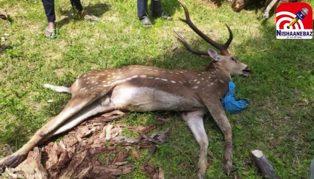 Kawardha News : खेत में घुसा हिरण बना हैवानियत का शिकार, डंडे से पीट-पीटकर हत्या, सोता रहा वन विभाग