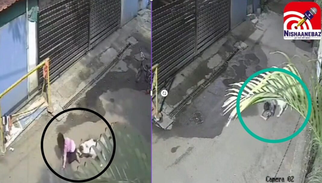 Indore News : बढ़ता कुत्तों का आतंक: बच्चों और युवती पर किया हमला, वीडियो