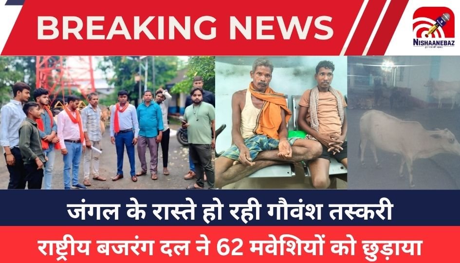 Raigarh News : जंगल के रास्ते हो रही गौवंश तस्करी, राष्ट्रीय बजरंग दल ने 62 मवेशियों को छुड़ाया