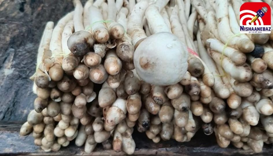 CG News : छत्तीसगढ़ में देसी मशरूम की धूम : बाजारों में 1200 रुपये किलो बिक रहा…..
