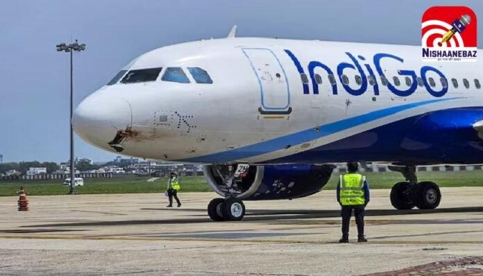 Indigo Indigo