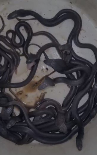 MP News : मंदसौर के खेत में कोबरा सांपों का आतंक, एक ही जगह से निकले 60 से अधिक नाग