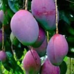 Miyazaki Mango