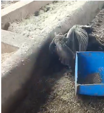 Reva News : हिनौती गौधाम में गौसेवा के नाम पर घोटाला! चारा घोटाले से भी बड़ा खुलासा, मवेशियों की दर्दनाक मौतें जारी