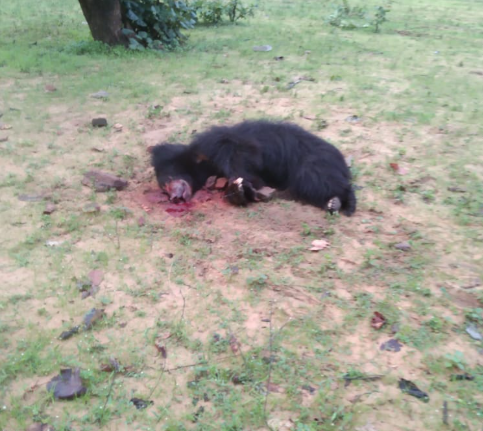 MP NEWS : भालू का आतंक: संजय टाइगर रिज़र्व में खूनी हमला, दो ग्रामीणों की मौत, पांच गंभीर घायल – आत्मरक्षा में ग्रामीणों ने भालू को भी मार गिराया