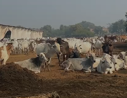 Gwalior News : आदर्श गौशाला और एमिटी यूनिवर्सिटी में MOU साइन: बायोगैस प्लांट और जैविक उर्वरक पर होगा संयुक्त शोध, स्मार्ट सिटी में भी सहयोग