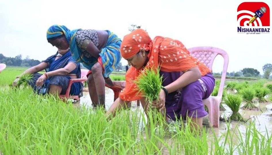 Viral Video : कुर्सी पर बैठकर धान रोपाई, मंत्री लक्ष्मी राजवाड़े का अनोखा अंदाज वायरल...
