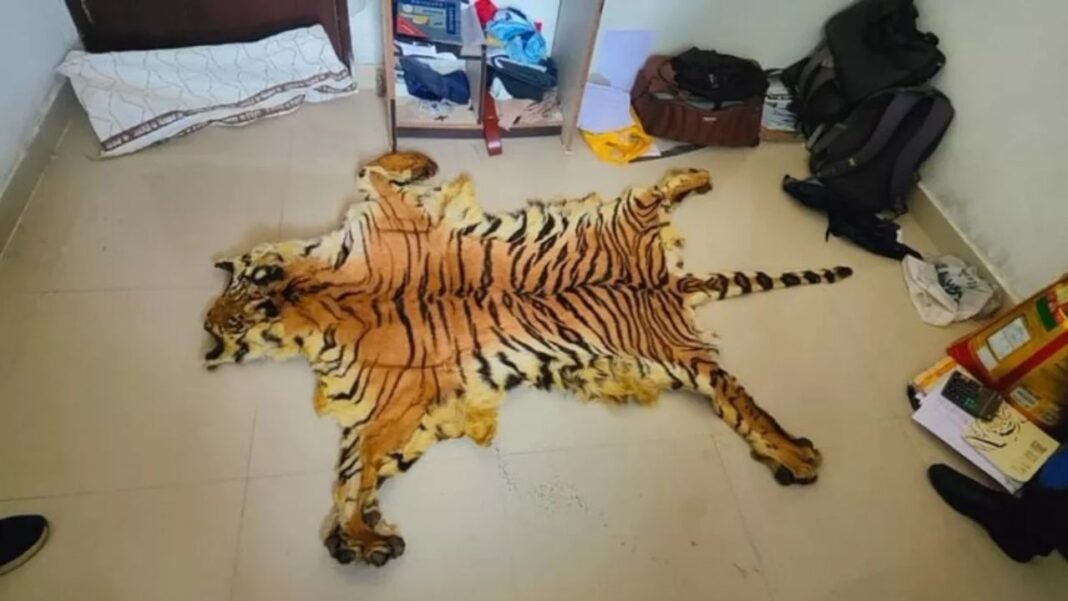 Simlipal Tiger Reserve : छत्तीसगढ़ से जुड़ा बाघ की खाल तस्करी रैकेट का खुलासा, सरकारी शिक्षक समेत 7 गिरफ्तार